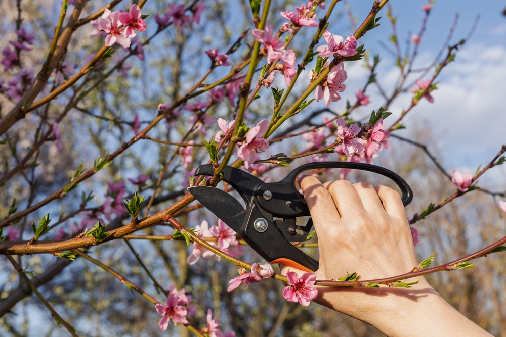 Louis Reinigung & Garten